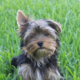 Neko - Black and tan male Yorkshire Terrier puppy in Eastland, Texas from Peach Yorkies