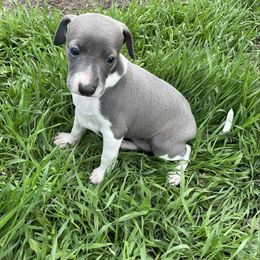 Girl 2 - White and seal Italian Greyhound puppy in Winfield, Kansas from F&M Italian Greyhounds