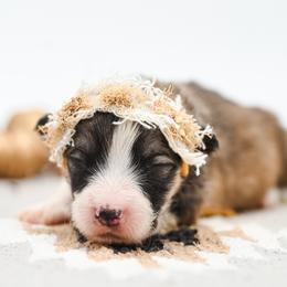 STORMY - Sable female Pembroke Welsh Corgi puppy in Mona, Utah from Sorensen Corgis