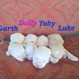 Australian Cattle Dog and Maltipoo Puppies from Cowgirl's Legacy