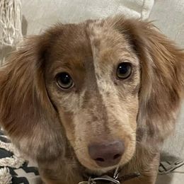 Dachshunds from RM Miniature Dachshunds