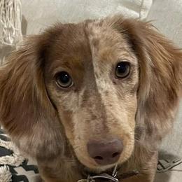 Dachshunds from RM Miniature Dachshunds
