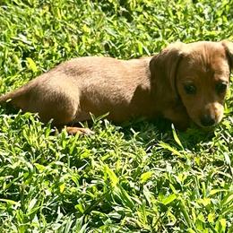 Rain - Dapple female Dachshund puppy in Carrollton, Illinois from Kelly's Doxies