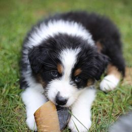Australian Shepherd Puppies from Riot Austrailan Shepherds