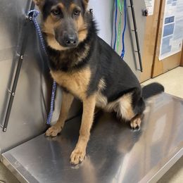 German Shepherd All Grown Up from Angel Oak German Shepherds