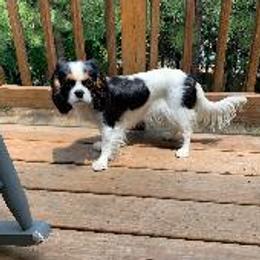 Ellie - Cavalier King Charles Spaniel