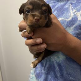 Rottweiler and Yorkshire Terrier Puppies from Superior Family Kennels