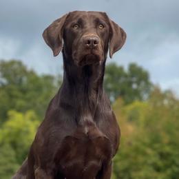 Cocoa - Labrador Retriever