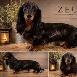 Zeus - Dachshund