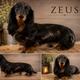 Zeus