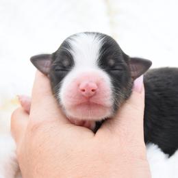 Last Call - Black tri male Toy Australian Shepherd puppy in Chickasha, Oklahoma from Rustic Lace