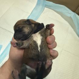 Shiba Inu Puppies from Anko Shibas