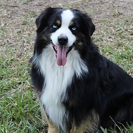 Player - Australian Shepherd