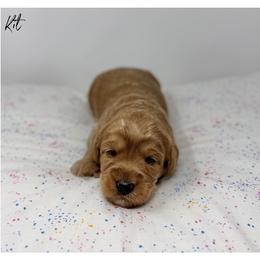 Kit - Apricot female Australian Labradoodle puppy in Sacramento, California from Little Farmstead Labradoodles