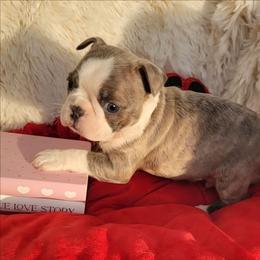 M1 - Blue male Boston Terrier puppy in Wilson, North Carolina from Chrysco Boston Terriers