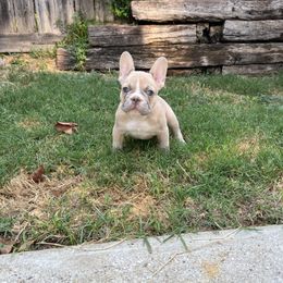 Cookie - Fawn and white female French Bulldog puppy in Grand Prairie, Texas from Avelar’s Top Shelf Frenchies