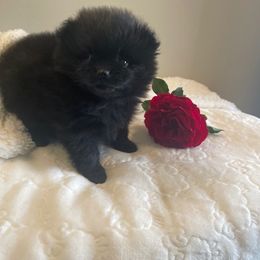 Lil Rosie Khue (Formerly Lil Ebony) - Black female Pomeranian puppy in Parker, Colorado from Nikki’s lil Pomeranians