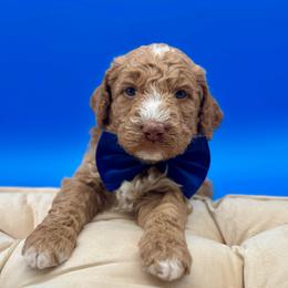Pita - Yellow and white male Bernedoodle puppy in Macon County, North Carolina from Mountain Doodles