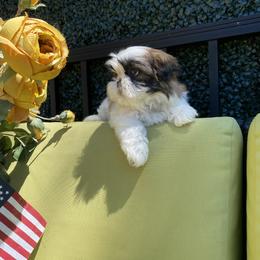 Girl 2 - Tricolor female Shih Tzu puppy in Troy, Michigan from "Shihtzu Best Friend"
