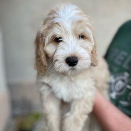 Sweden (Denny) - Red male Bernedoodle puppy in Surprise, Arizona from Huckleberry Doodles