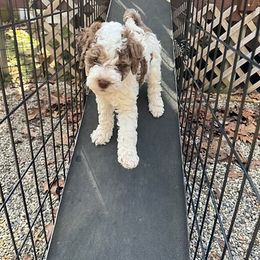 Goldendoodle Puppies from Cocoa Doodles