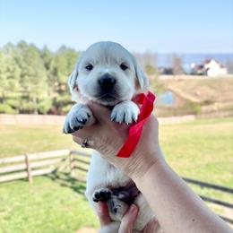 Mr. Red Collar - Light golden male Golden Retriever puppy in Jasper, Tennessee from Suncoast Goldens