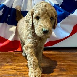 George - Apricot male Goldendoodle puppy in De Land, Florida from Rezapour Doodle Estate