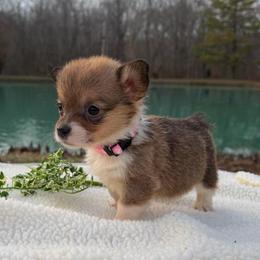 Girl Pink Bow - Sable female Pembroke Welsh Corgi puppy in Boonville, Indiana from M&J Country Kennels