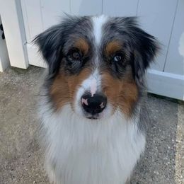 Australian Shepherd All Grown Up from CoralBlitz Australian Shepherd