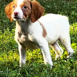 Sadie boy 7 - Orange and white male Brittany puppy in Floyd Knobs, Indiana from Cross Creek Brittanys