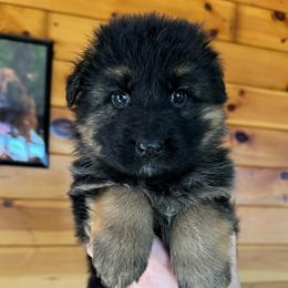 Inka - Black and red female German Shepherd puppy in Garland, Maine from Vom Schön Traumhund