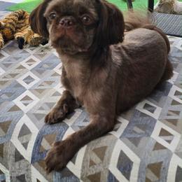 Snickers - Shih Tzu
