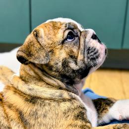 Talia - Red brindle and white female Bulldog puppy in Laurel, Montana from Bull Mountain Bulldogs