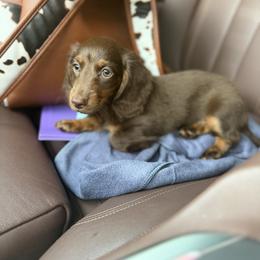 Cockapoo, Dachshund, and Miniature Schnauzer Puppies from LUXEYPUPS