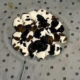 German Shorthaired Pointer Puppies from Eagle Ranch Kennels