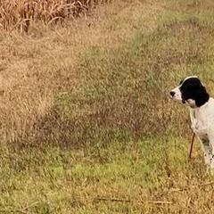 Pointers from Ross Callaway