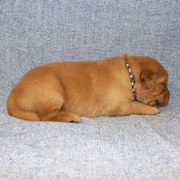 Sebastian - Golden male Golden Retriever puppy in New Weston, Ohio from Bertke AKC Golden Retrievers and Bernese Mountain Dogs