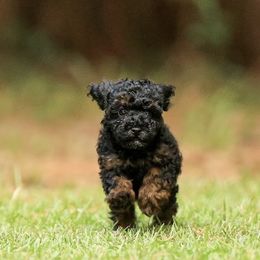Poodle Puppies from Emerald Mini Poodles