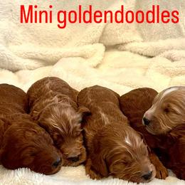 Goldendoodles from Poodle lovers