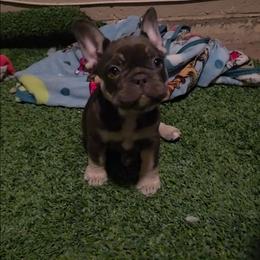 Female tri - Tricolors female French Bulldog puppy in Phoenix, Arizona from ANE French Bulldogs