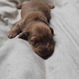Titus - Red male Dachshund puppy in Anaconda, Montana from Montana Country Dachshunds