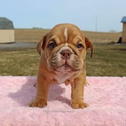 Boxer, Bulldog, and French Bulldog Puppies from Hillview Kennels