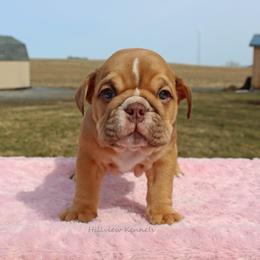 Boxer, Bulldog, and French Bulldog Puppies from Hillview Kennels