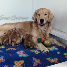 Golden Retriever Puppies from SunKissed Golden Retrievers