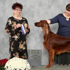Irish Setters from High Note Irish Setters