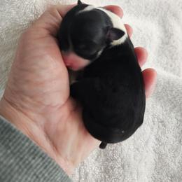Stella - Black and white female Chihuahua puppy in Springfield, Missouri from Casadelopez Tails
