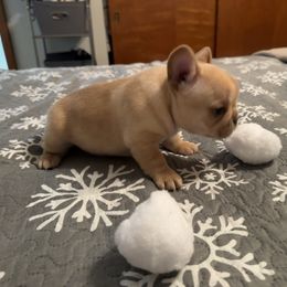 French Bulldog Puppies from Highley’s  Frenchies