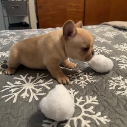French Bulldog Puppies from Highley’s  Frenchies