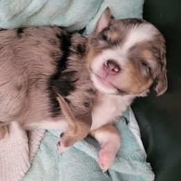 Miniature Australian Shepherd and Toy Australian Shepherd Puppies from Heritage Homestead
