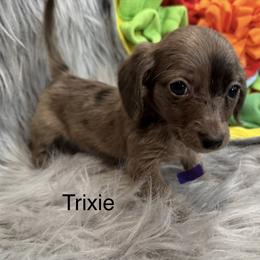 Trixie - Dapple female Dachshund puppy in Cabool, Missouri from Dachshund's of Country Magic Farms in Missouri